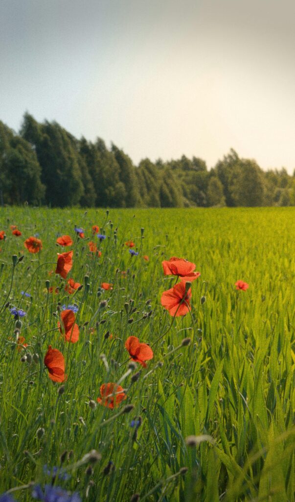 Vibrant field with red poppies and green grass in a serene setting.